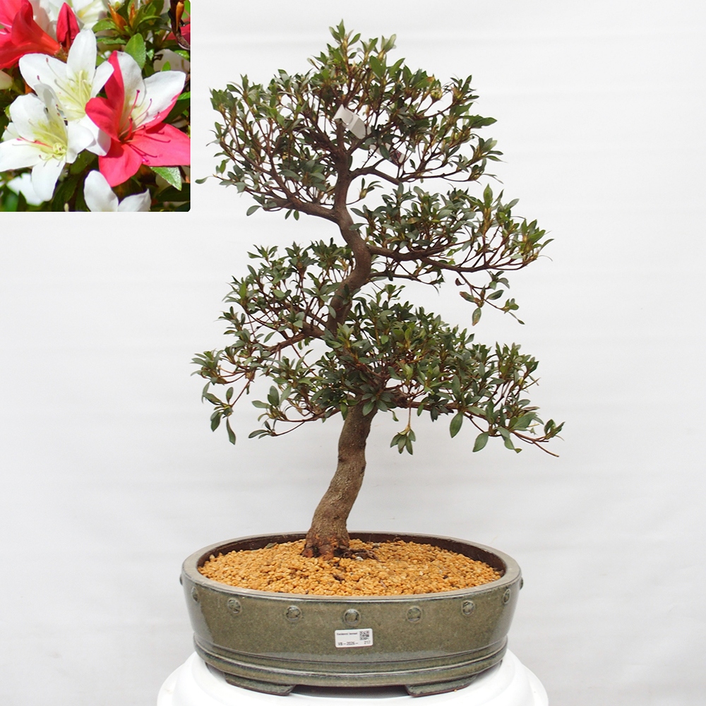 Bonsai da esterno - Azalea giapponese - Azalea CHIHIRO