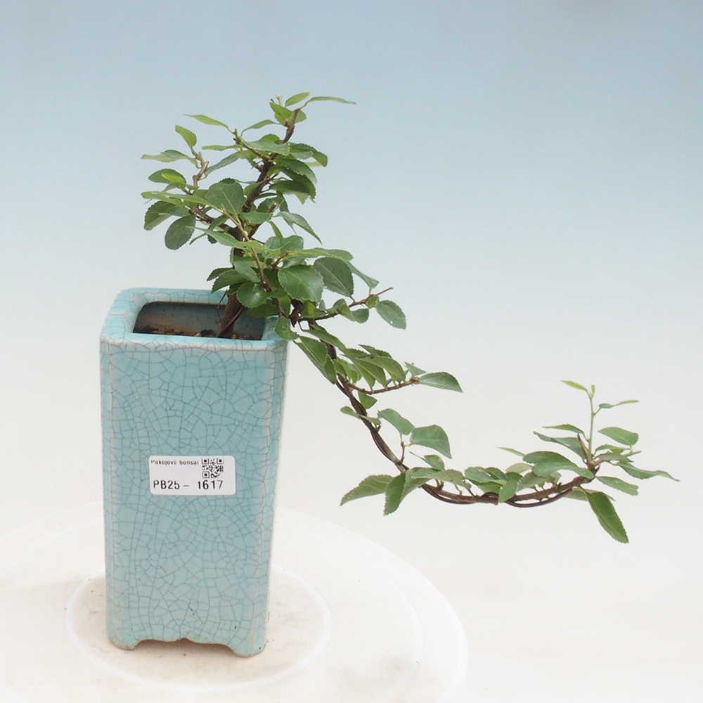 Bonsai da interno - Grewia occidentalis - Stella marina della lavanda