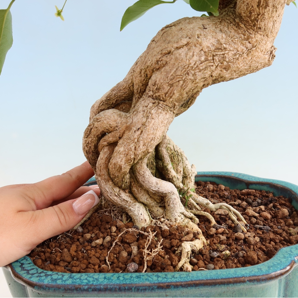 Bonsai da esterno - Olmo europeo - euonimus