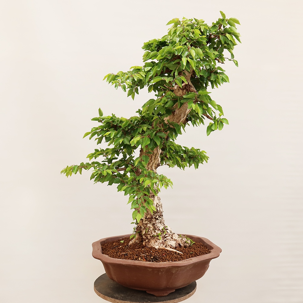 Bonsai da esterno -Carpinus Coreana - Carpino coreano