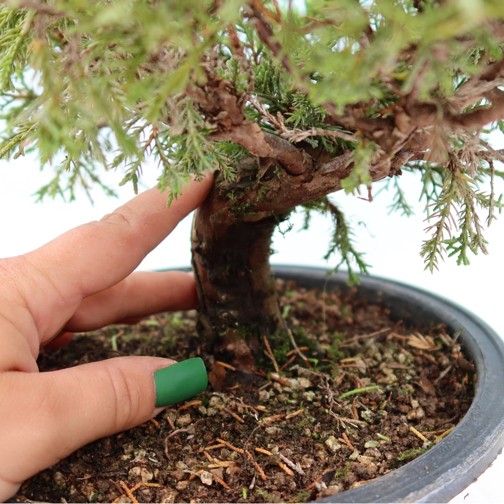 Bonsai da esterno - Juniperus chinensis Itoigawa-Juniperus chinensis