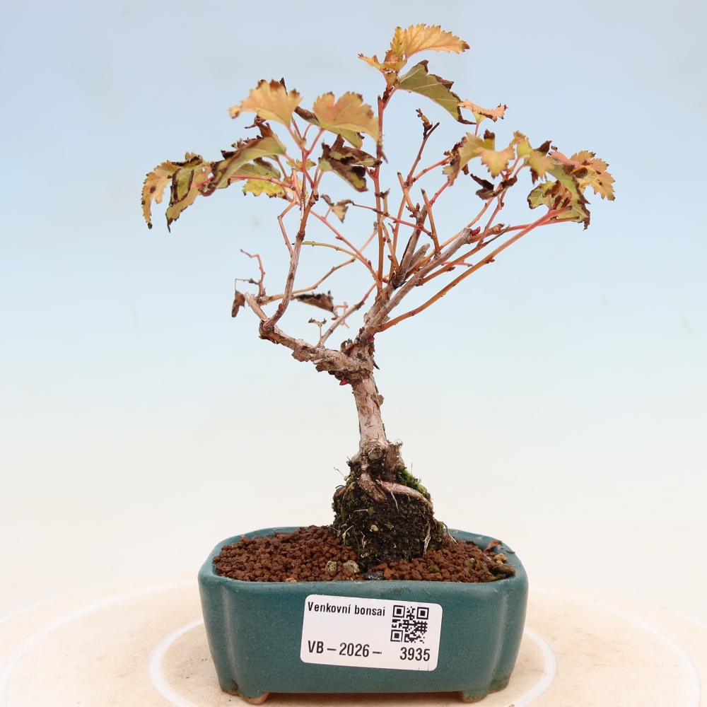 Bonsai da esterno - Stephanandra incisa - Stephanandra incisa