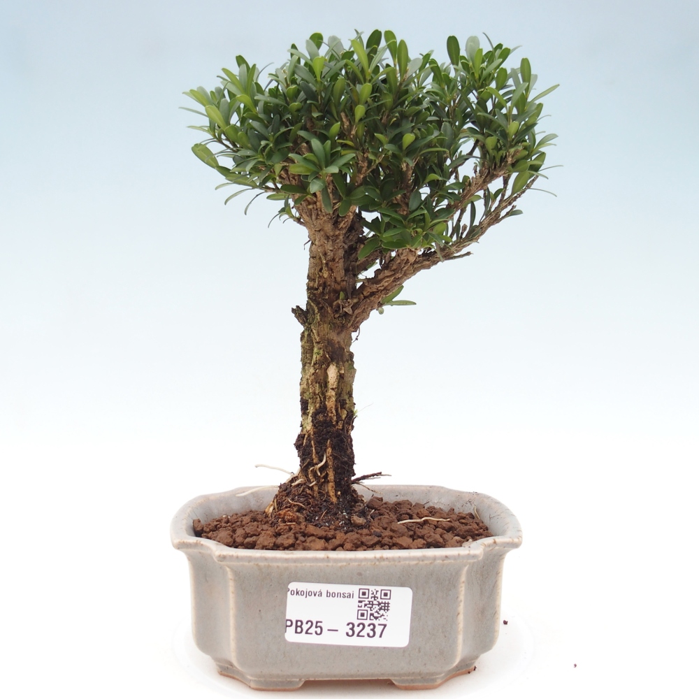 Camera bonsai - Buxus harlandii - buxus da sughero