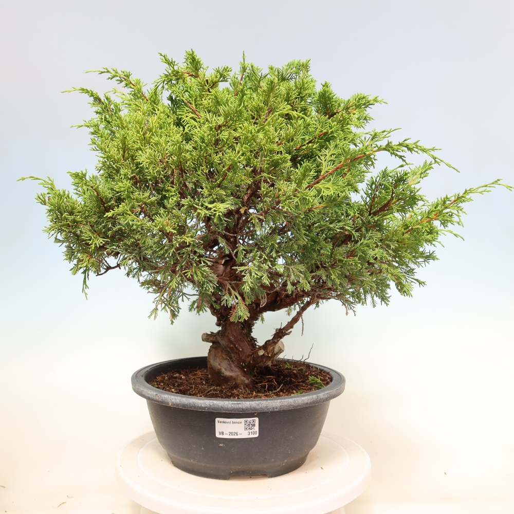 Bonsai da esterno - Juniperus chinensis Itoigawa-Juniperus chinensis