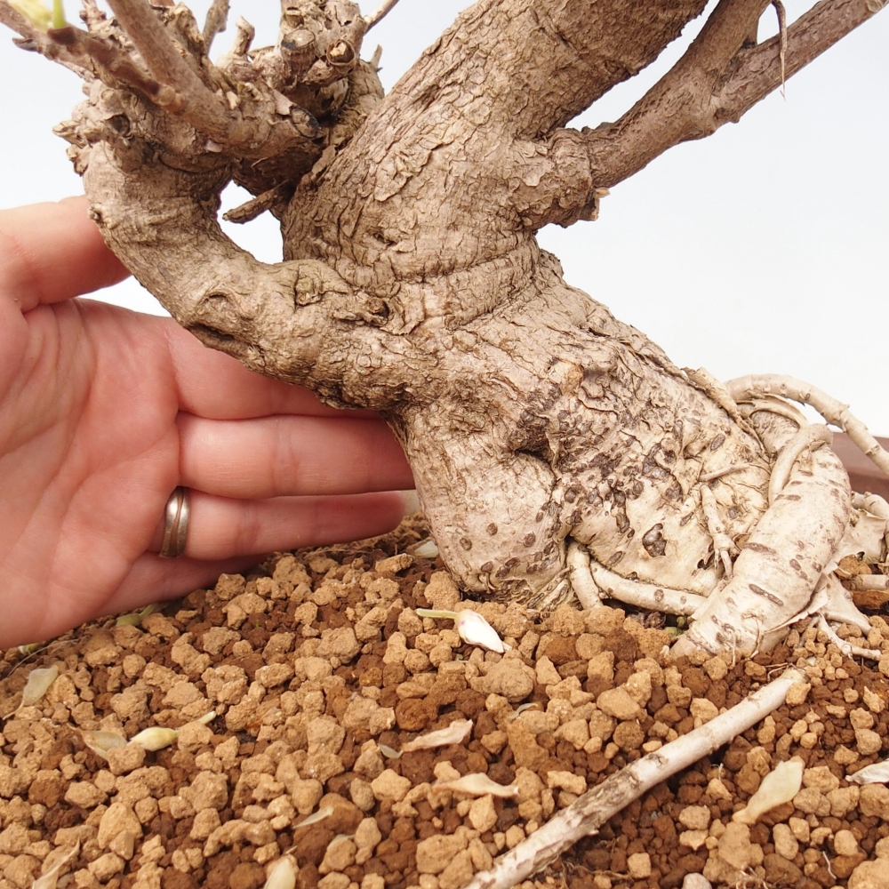 Bonsai da esterno - Vistaria - Glicine