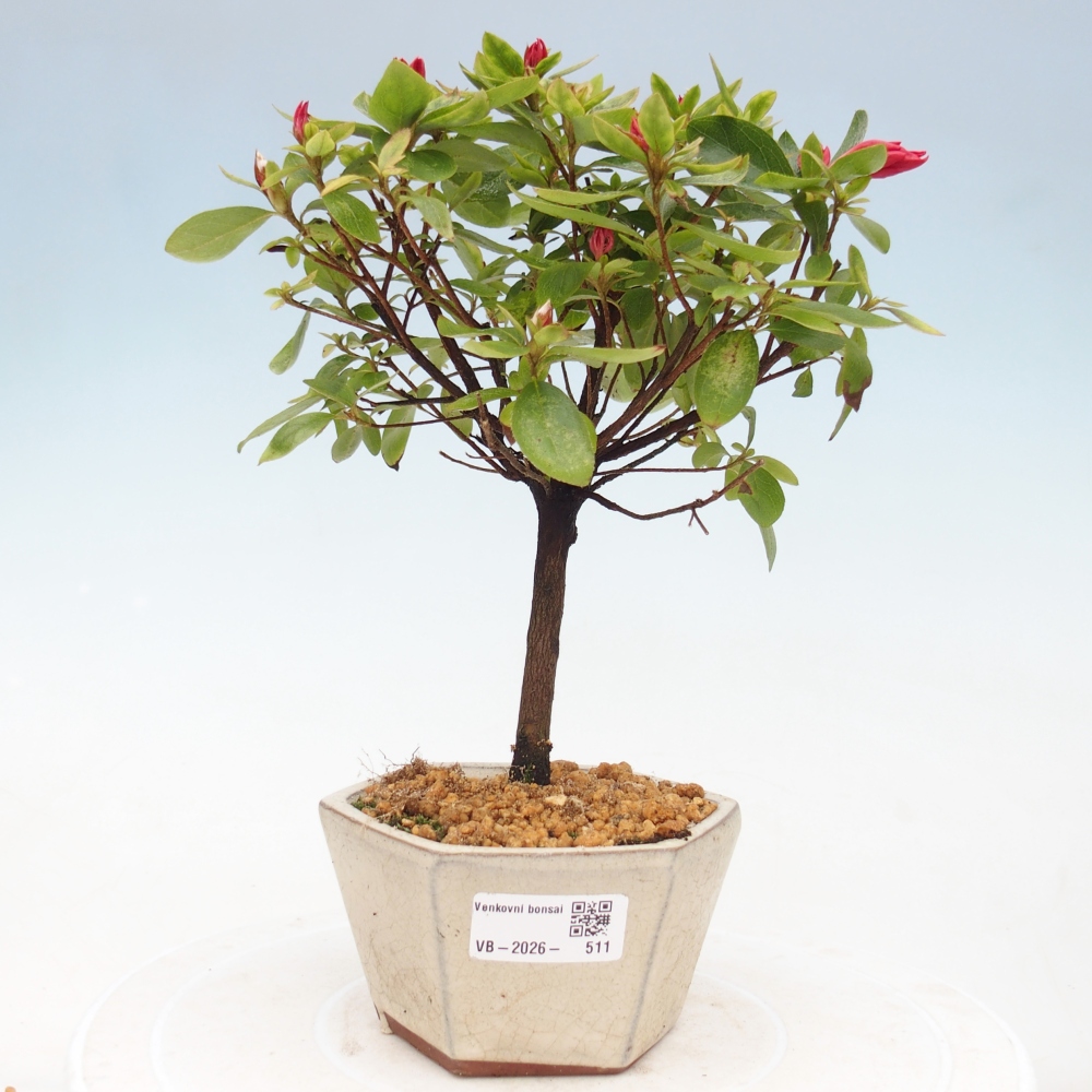 Bonsai da esterno - Azalea giapponese - Azalea sp.