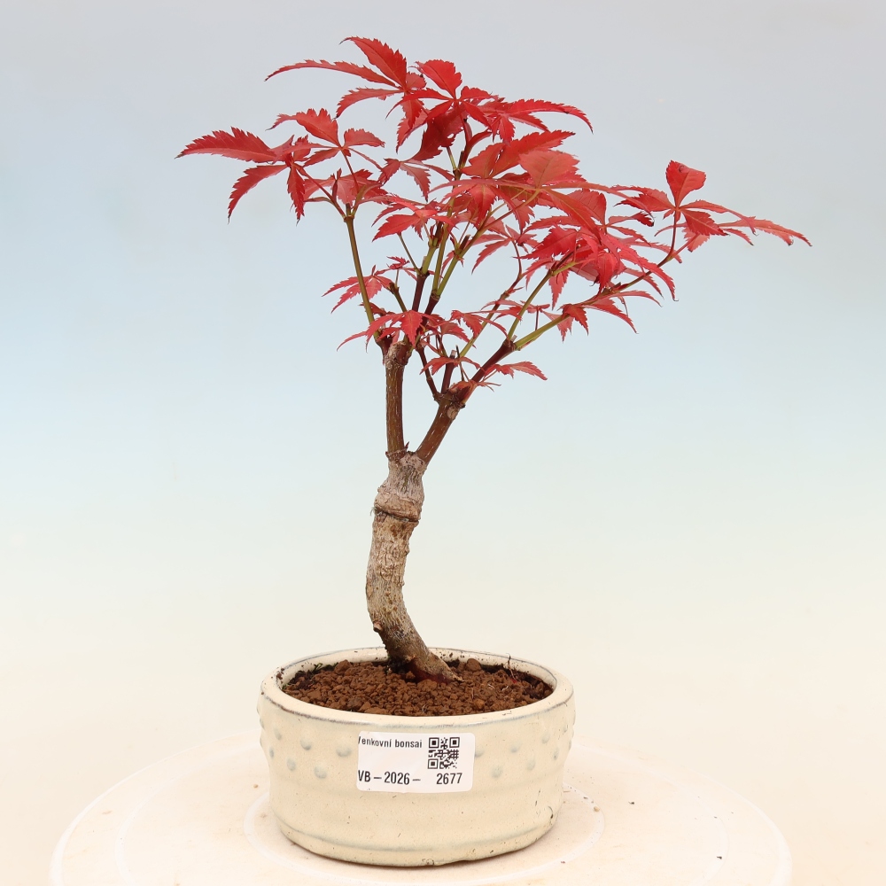 Bonsai da esterno - Palma Acer. Atropurpureum-Javor palmate