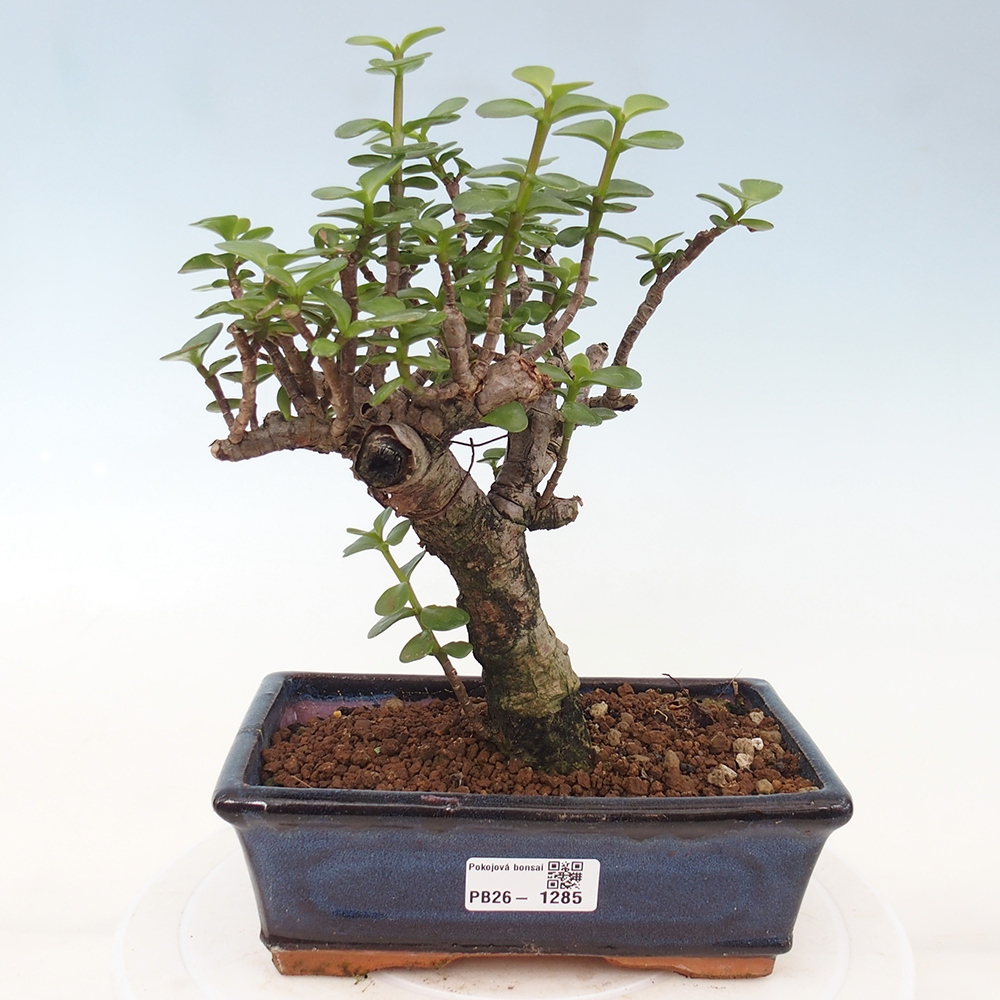 Camera bonsai - Portulakaria Afra - Tlustice