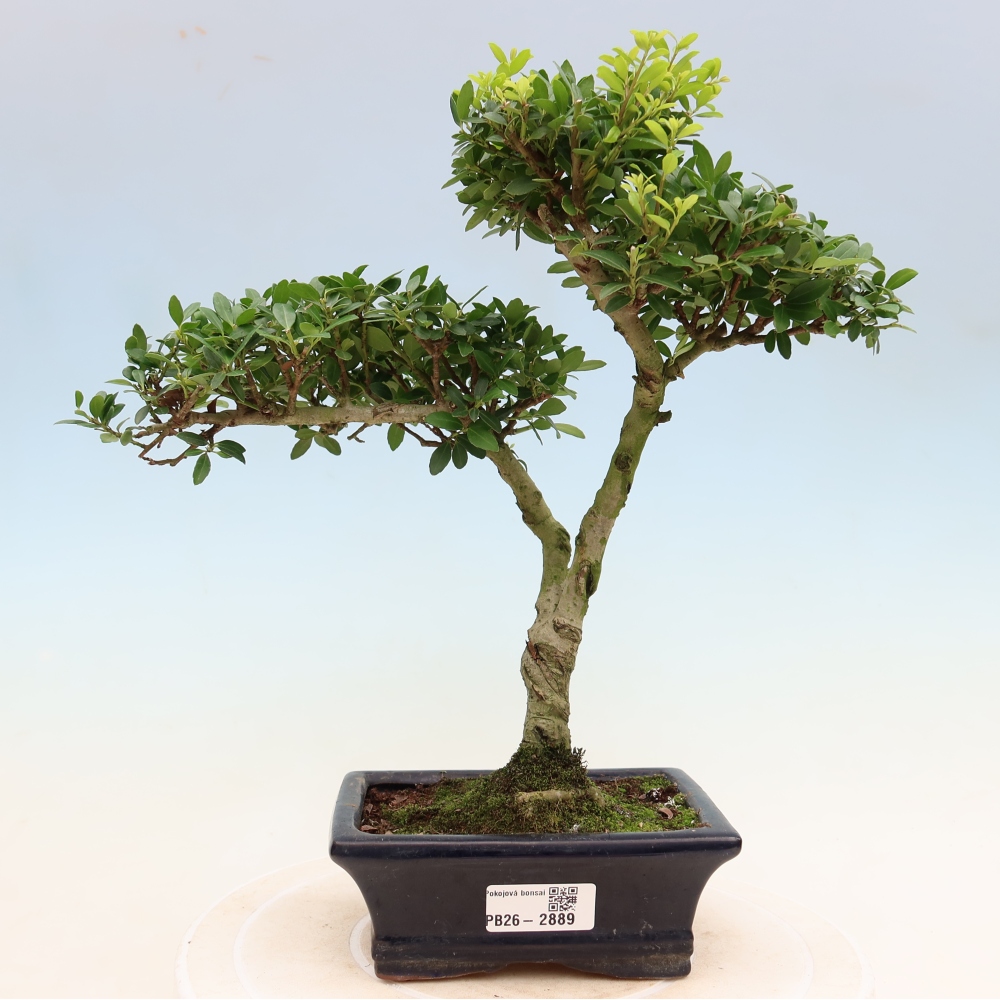 Camera bonsai - Ilex crenata - Agrifoglio
