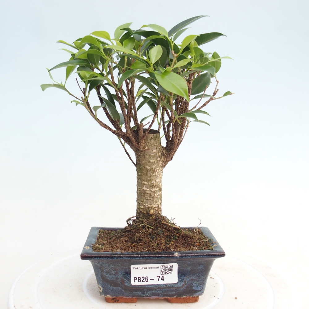 Camera bonsai Ficus retusa kimmen