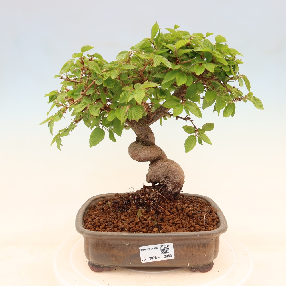 Bonsai da esterno -Carpinus Coreana - Carpino coreano