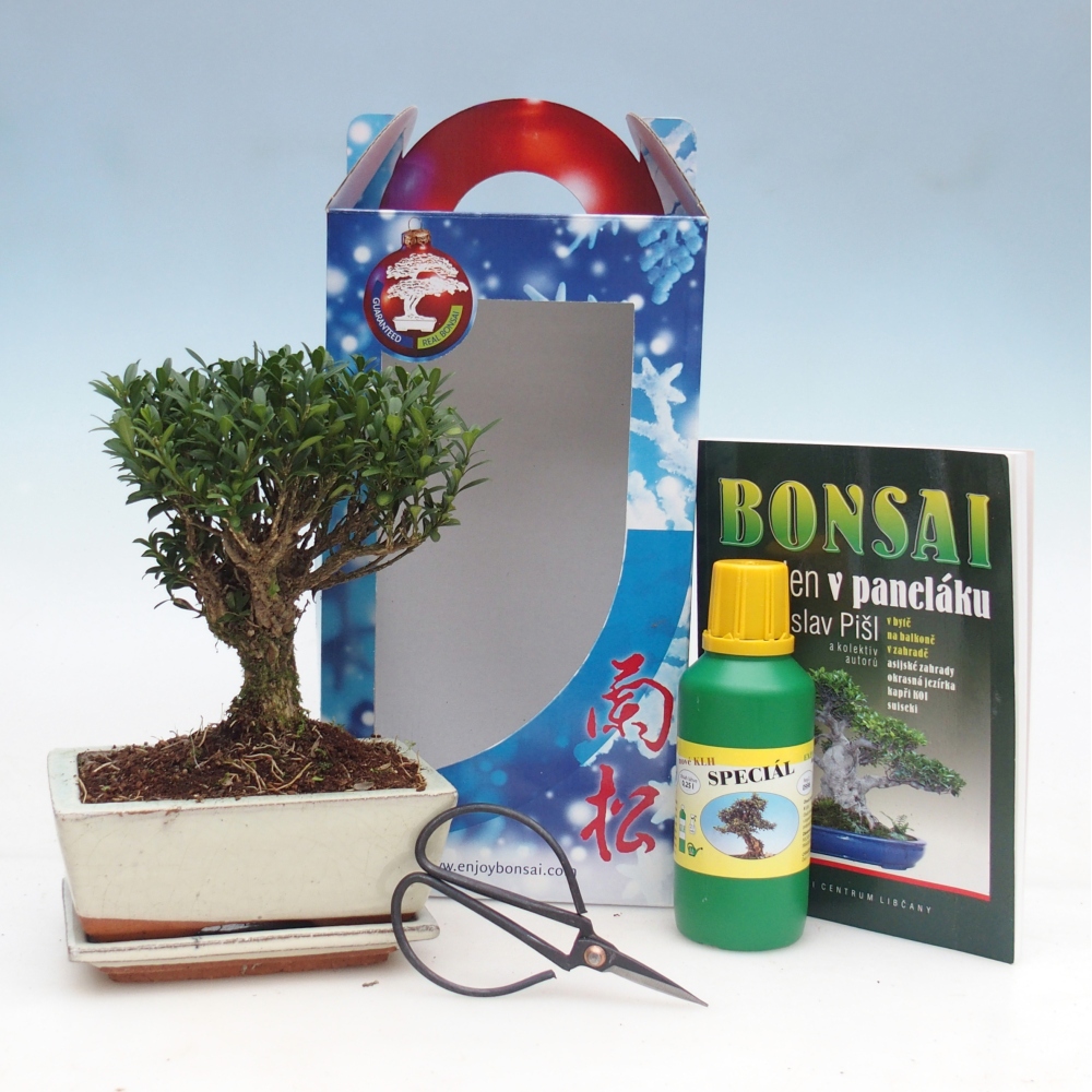 Bonsai da camera in confezione regalo Buxus harlandii - buxus da sughero