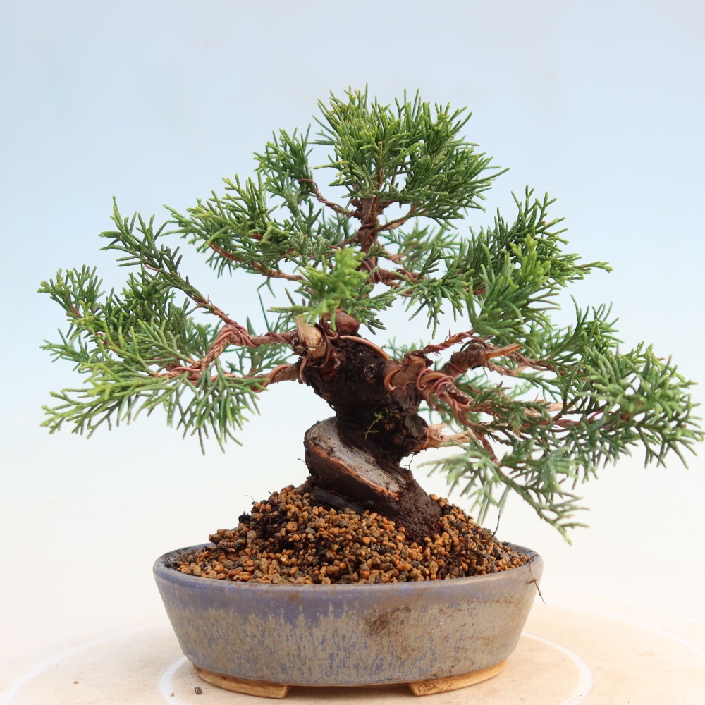 Bonsai da esterno - Juniperus chinensis Itoigawa