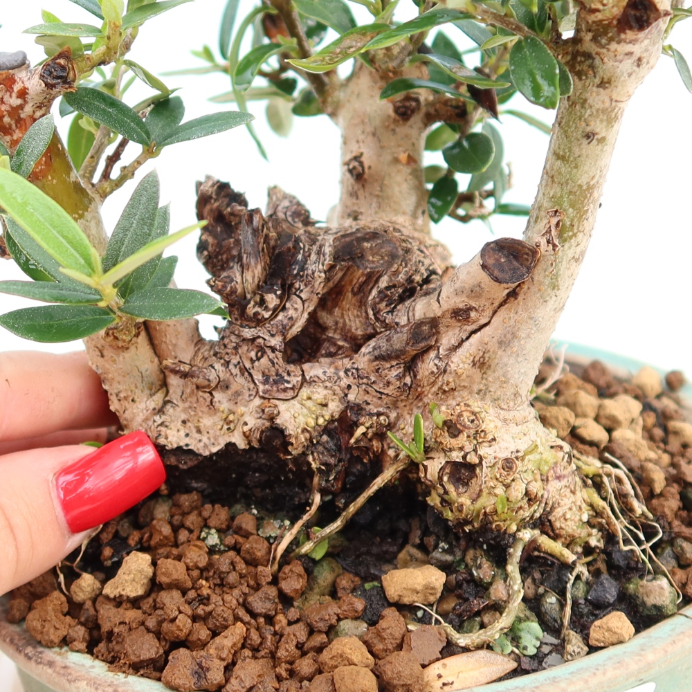 Bonsai da interno - Olea europaea sylvestris