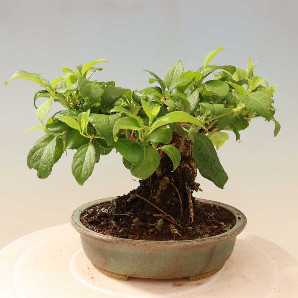 Bonsai da esterno - Celastrus orbiculatus