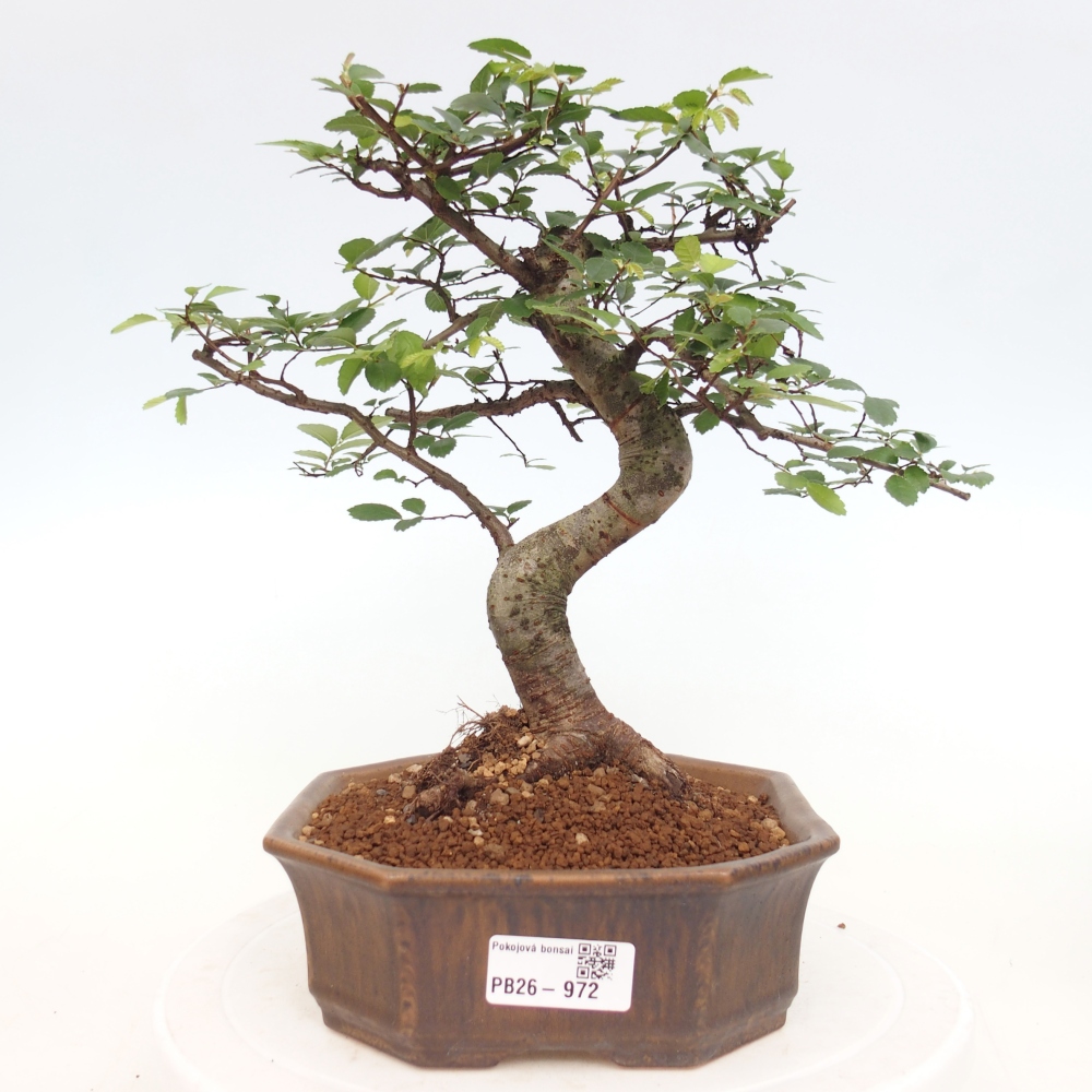 Camera bonsai - Ulmus parvifolia - Olmo a foglie piccole