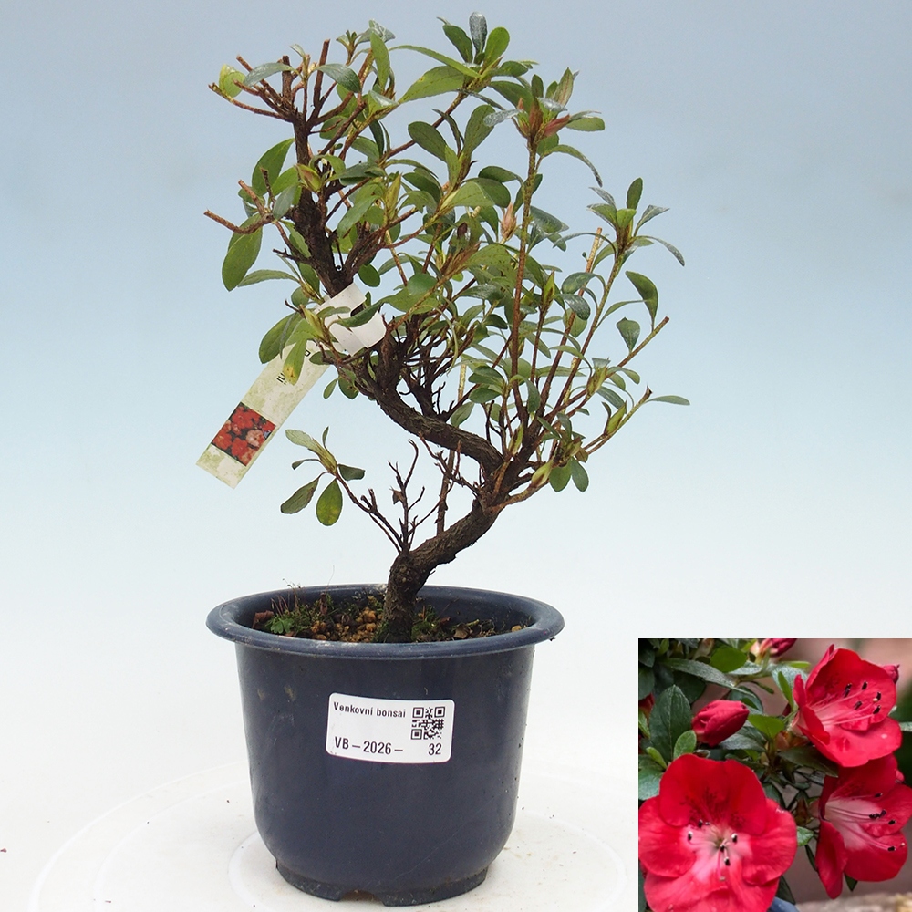 Bonsai da esterno - Azalea giapponese - Azalea Benibeni