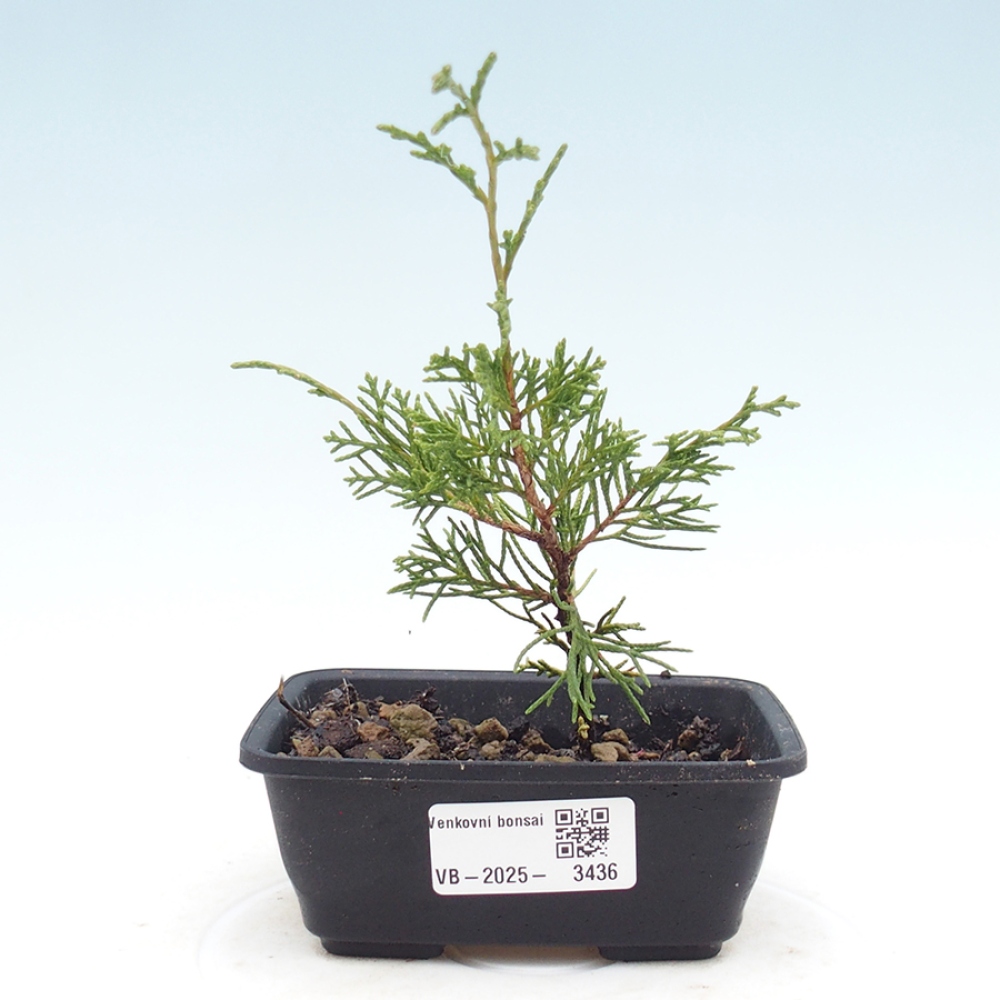 Bonsai da esterno - Juniperus chinensis Itoigawa
