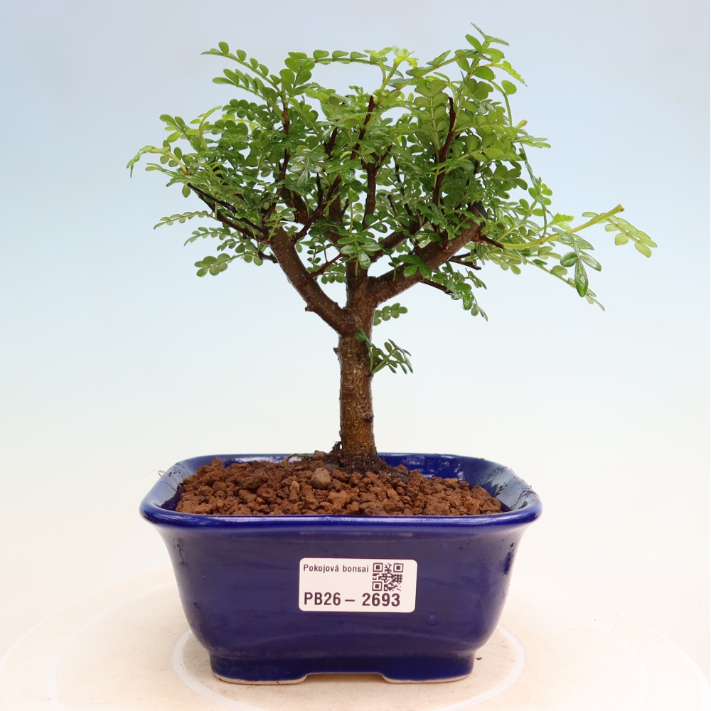 Camera bonsai - Zantoxylum piperitum - albero del pepe