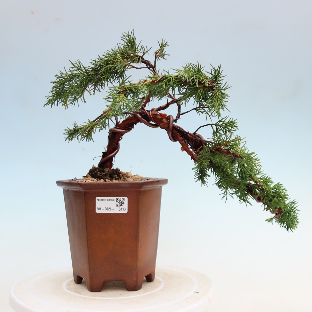 Bonsai da esterno - Juniperus chinensis Kishu