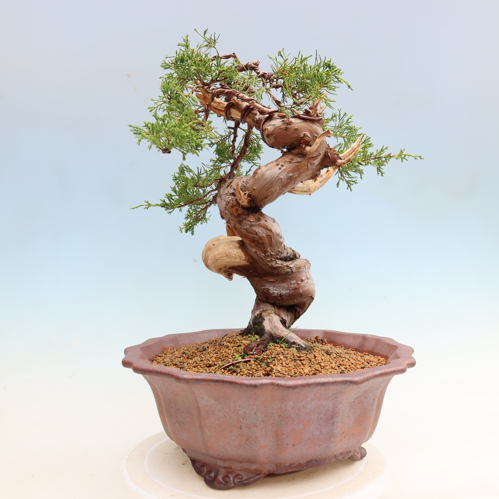 Bonsai da esterno - Juniperus chinensis Itoigawa-Juniperus chinensis