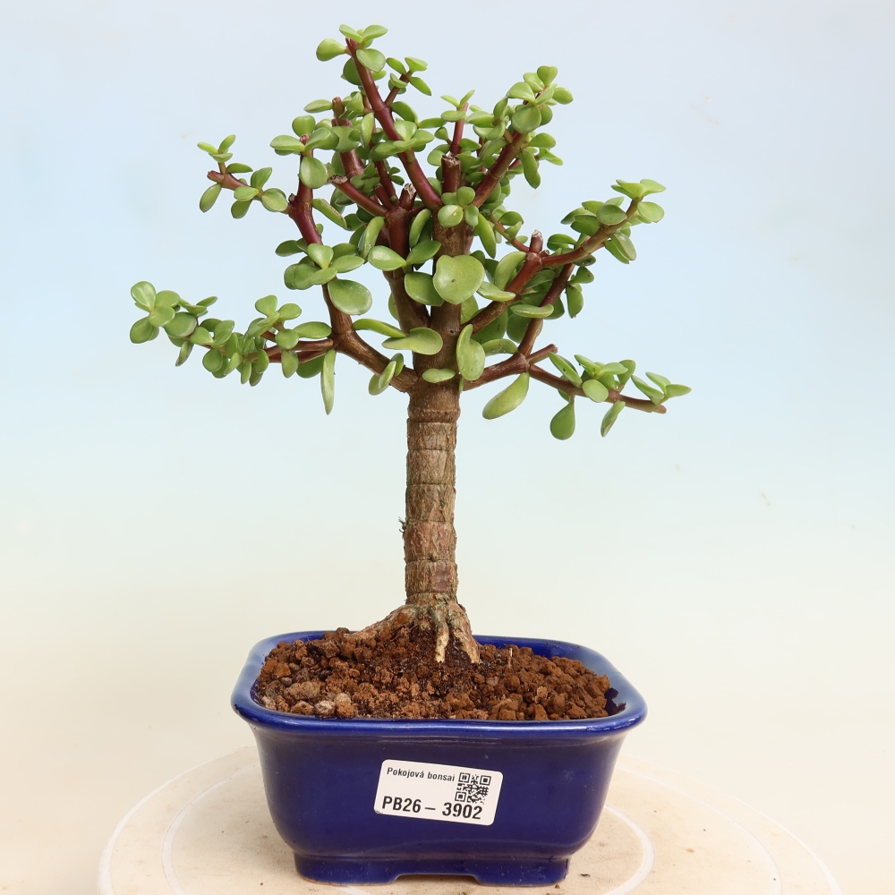 Camera bonsai - Portulakaria Afra - Tlustice