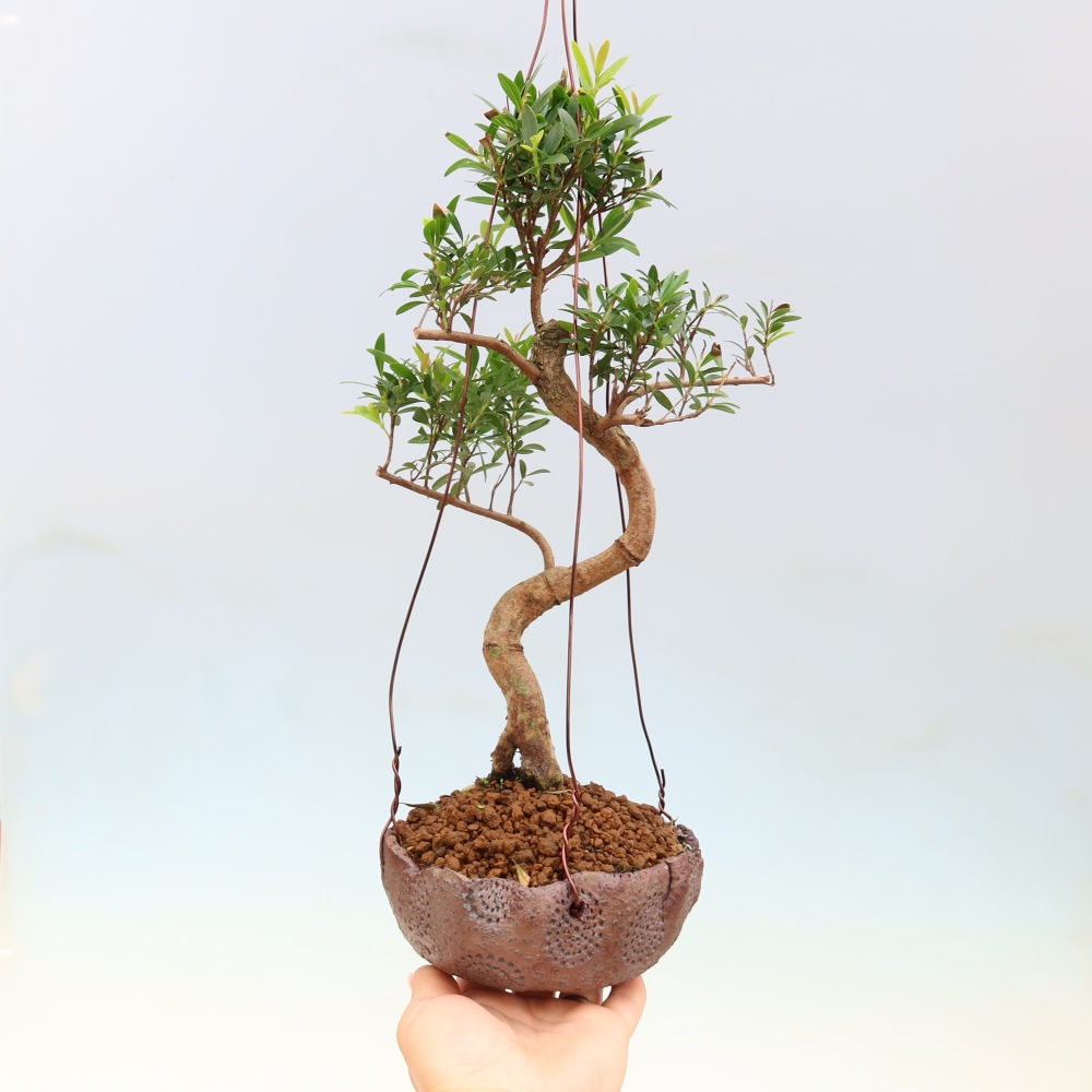 Kokedama in ceramica -Syzygium - Albero del pimento