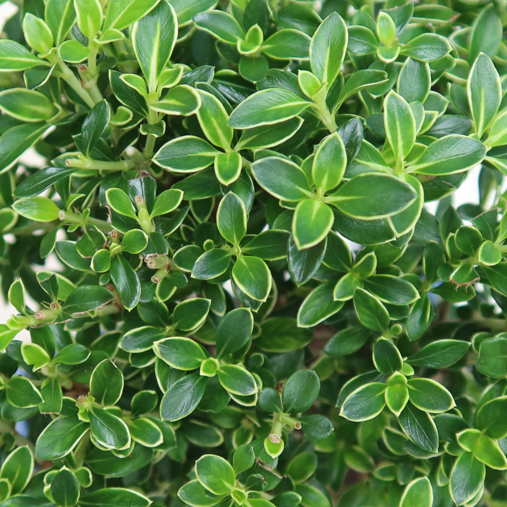 Camera bonsai - Serissa foetida Variegata - Albero delle mille stelle