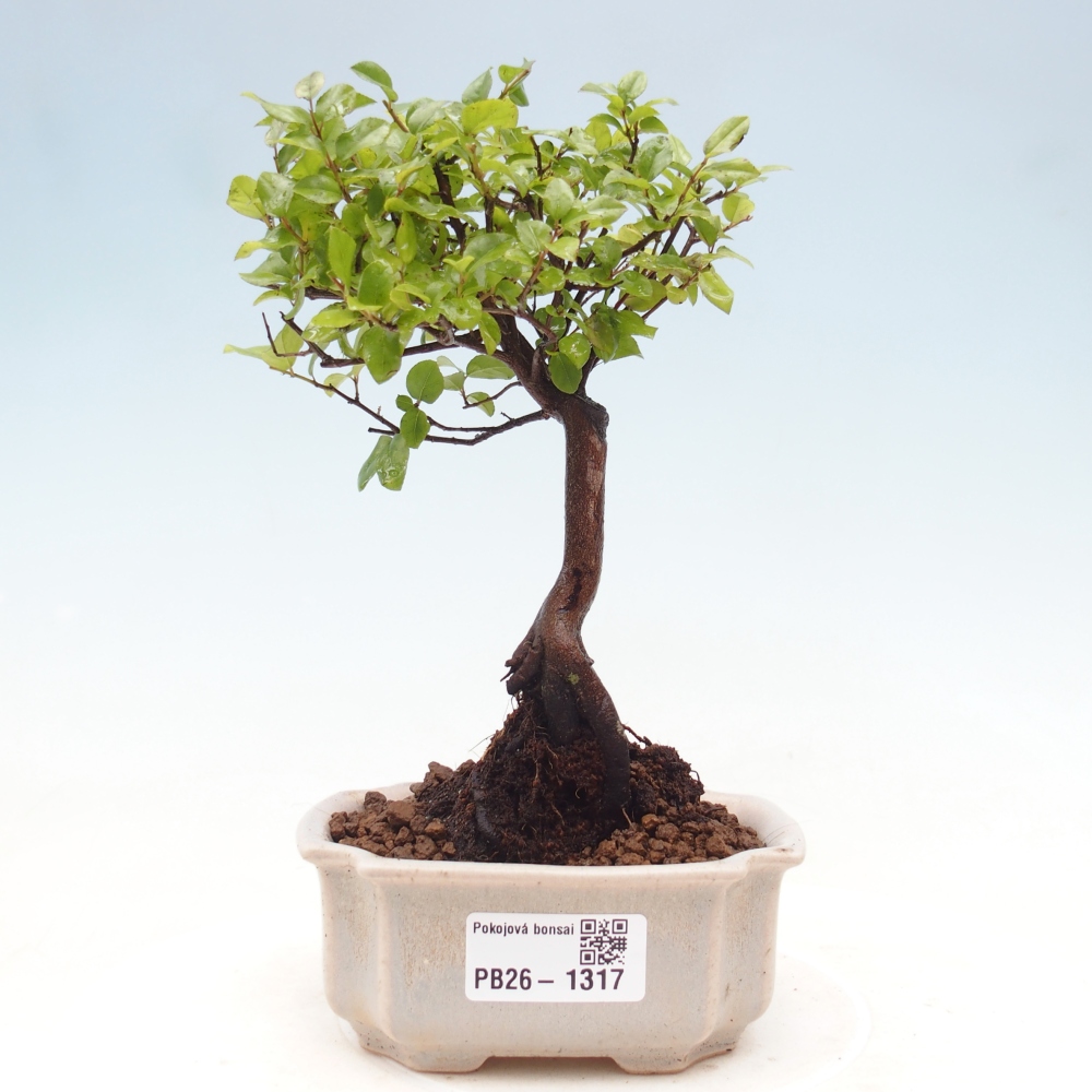 Camera bonsai - Sageretia thea - Sageretia thea