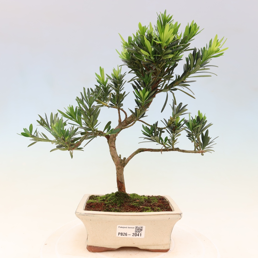 Camera bonsai - Podocarpus - Tasso delle pietre