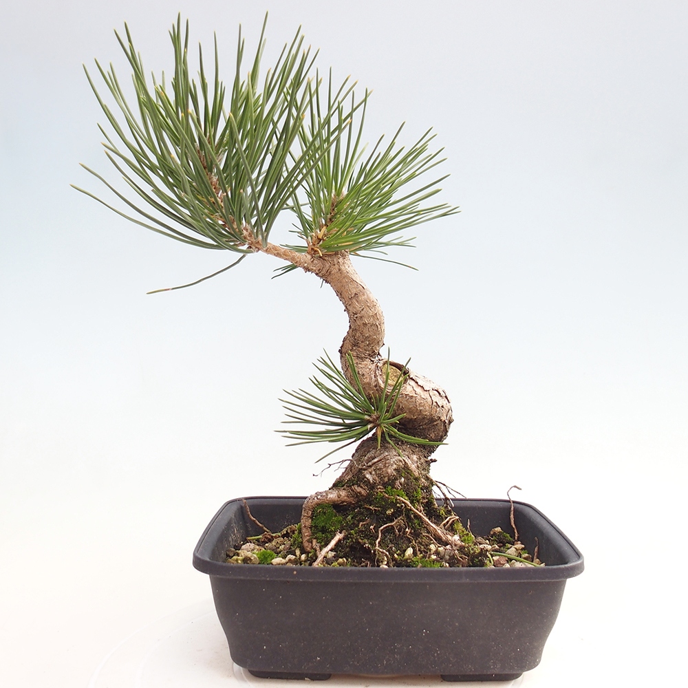 Bonsai da esterno - Pinus thunbergii - Pino di Thunberg