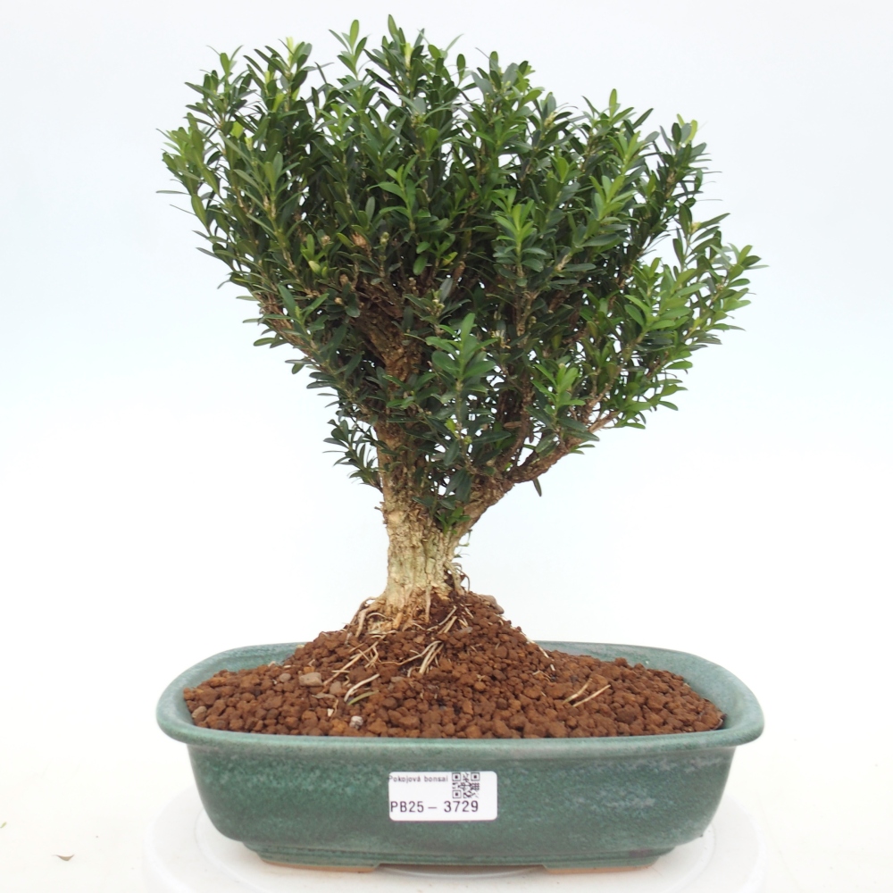 Camera bonsai - Buxus harlandii - buxus da sughero