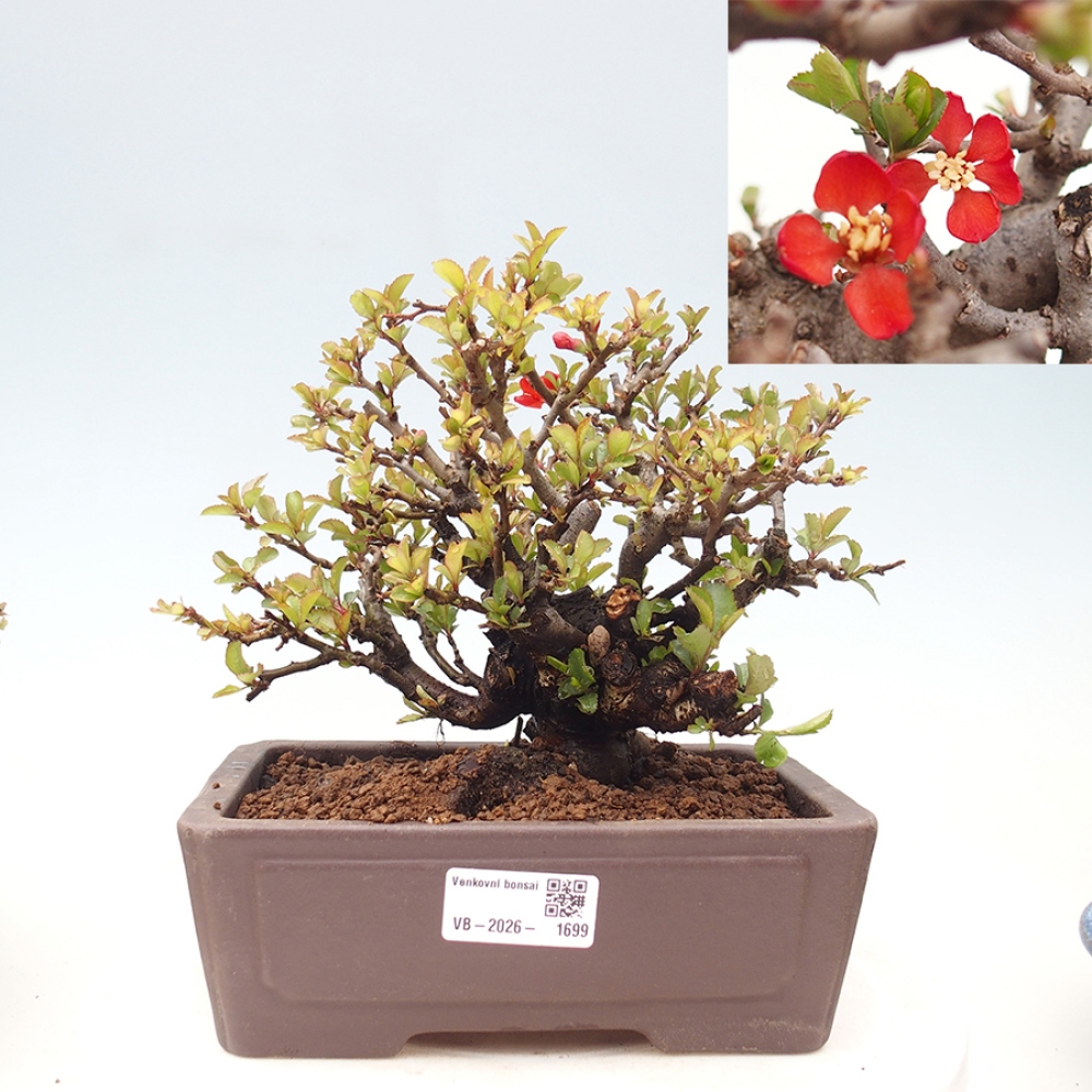Bonsai da esterno - Chaneomeles speciosa - Cotogno