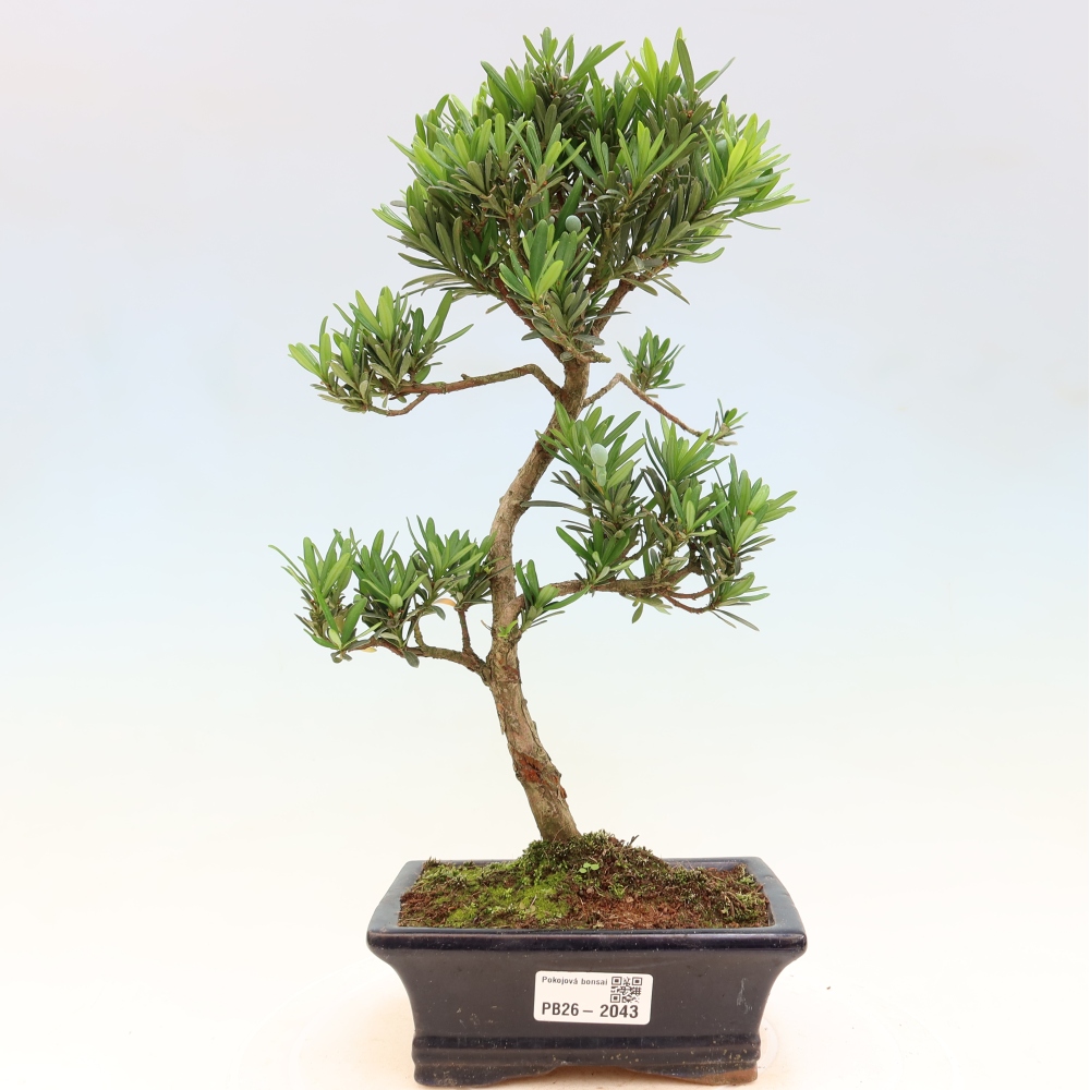 Camera bonsai - Podocarpus - Tasso delle pietre