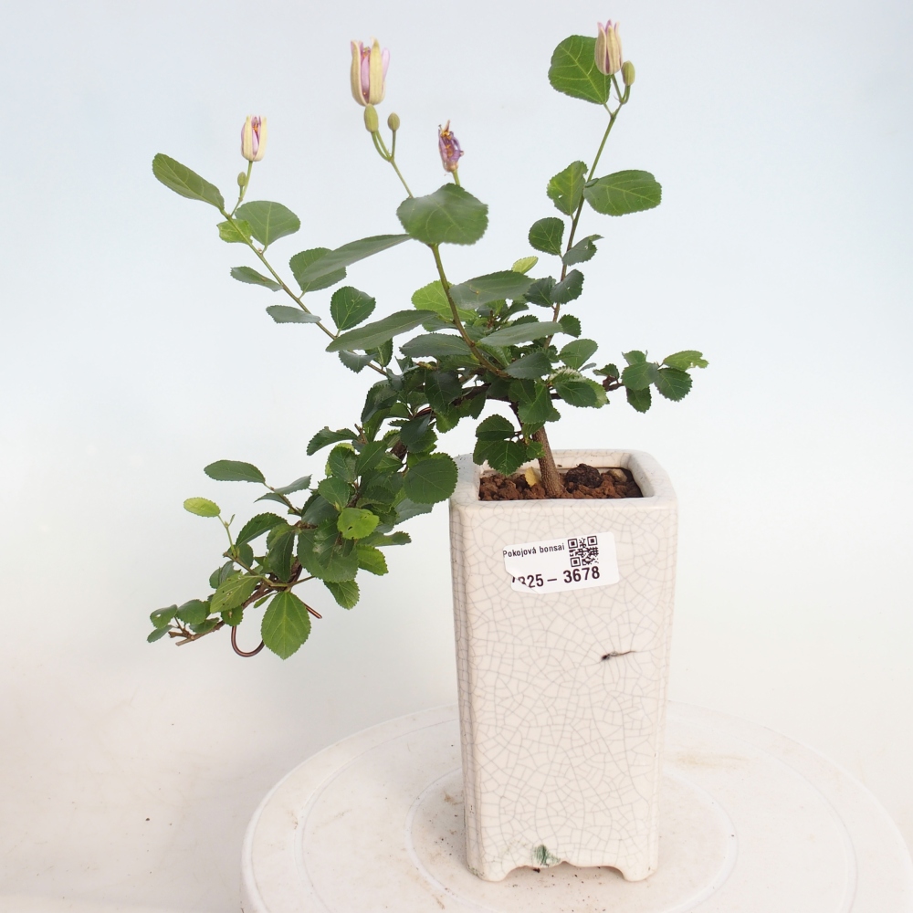 Bonsai da interno - Grewia occidentalis - Stella marina della lavanda