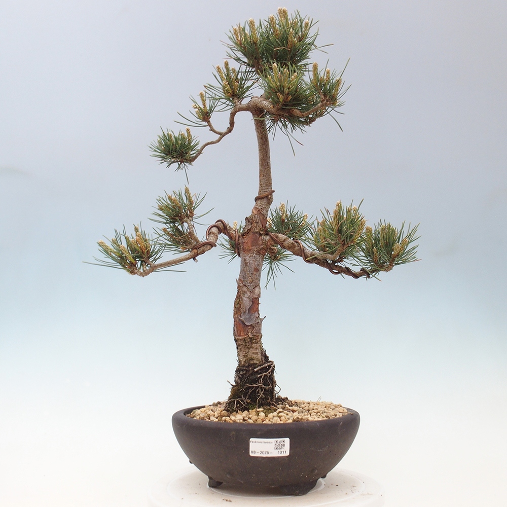 Bonsai da esterno - Pinus Sylvestris Watererri - Pino silvestre