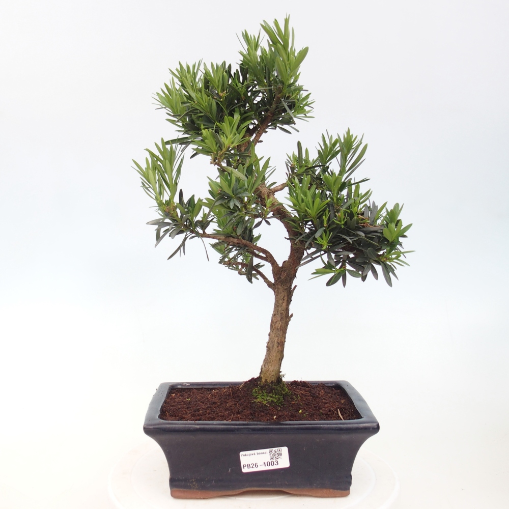 Camera bonsai - Podocarpus - Tasso delle pietre