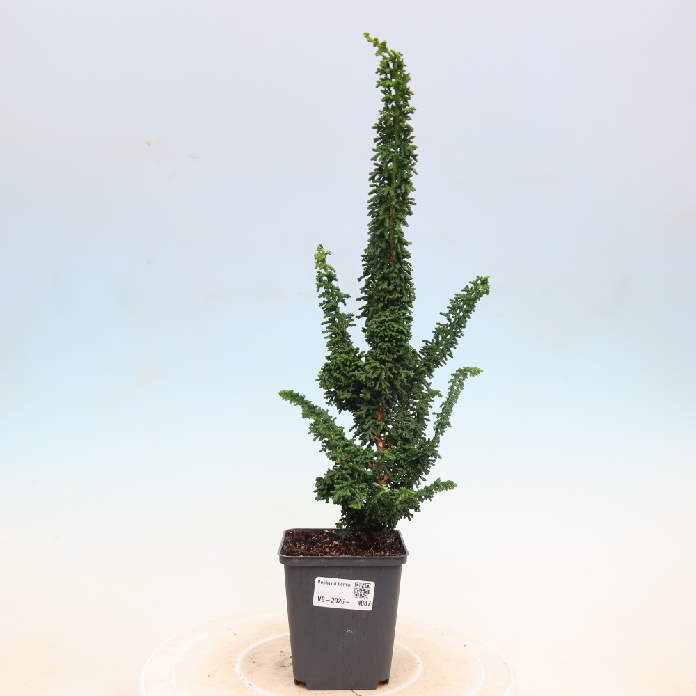Bonsai da esterno - Cham. obtusa SEKKA HINOKI - Cipresso