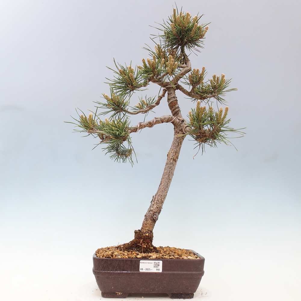 Bonsai da esterno - Pinus Sylvestris Watererri - Pino silvestre