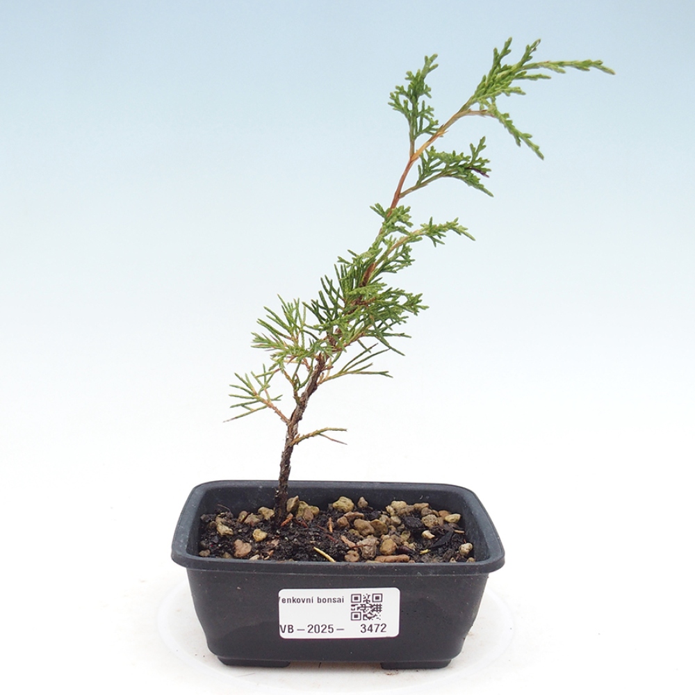 Bonsai da esterno - Juniperus chinensis Itoigawa