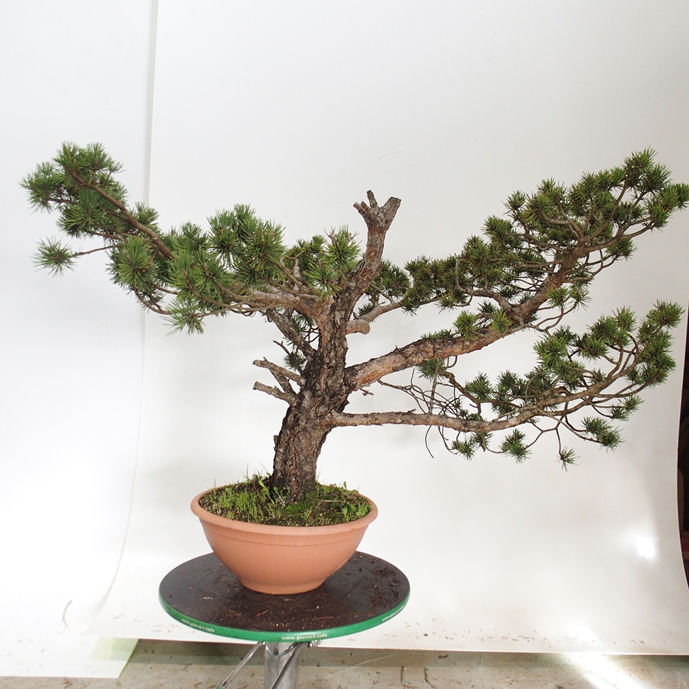 Yamadori - Pinus sylvestris Spagna