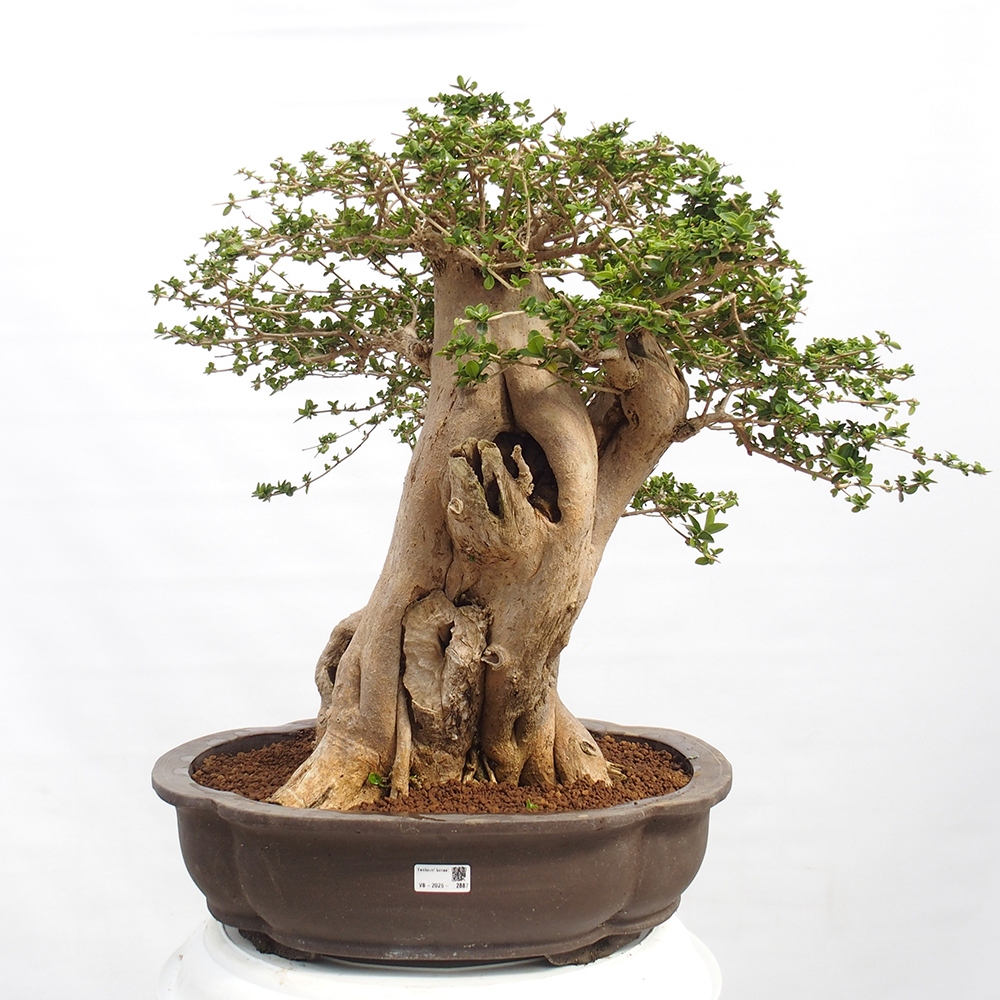 Bonsai da interno - Premna serratifolia - Kozlovna malolista