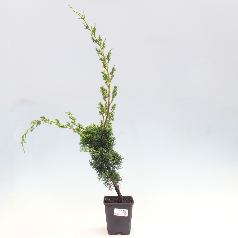 Bonsai da esterno - Juniperus chinensis Kishu