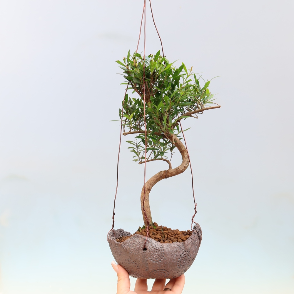 Kokedama in ceramica -Syzygium - Albero del pimento