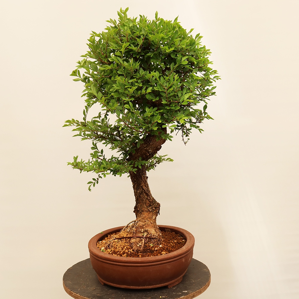 Bonsai da esterno - Zelkova - Zelkova NIRE