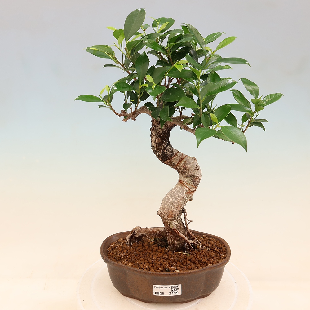 Camera bonsai - Ficus retusa - ficus a foglie piccole