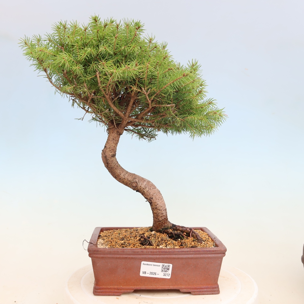 Bonsai da esterno - Abete grigio - Picea glauca globe