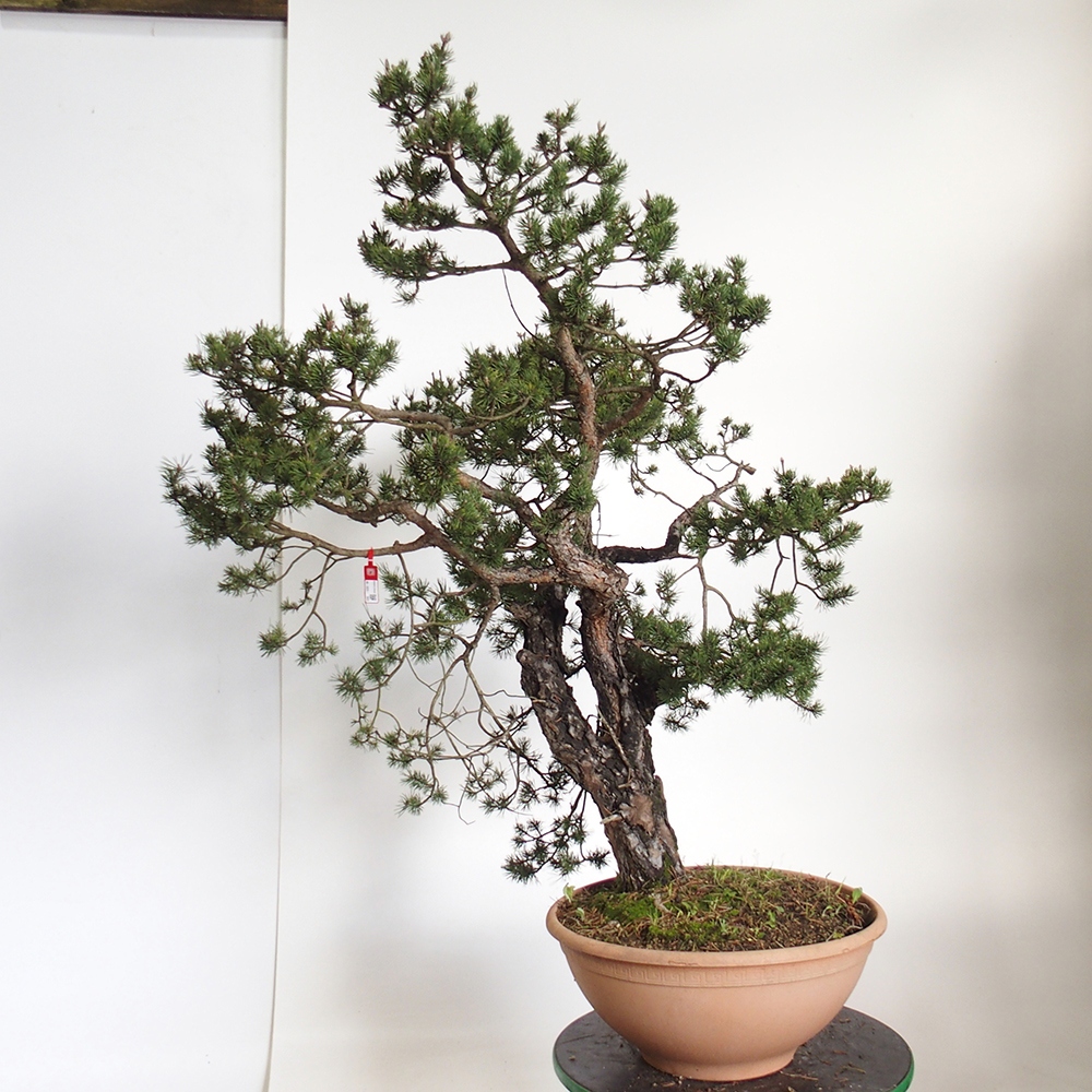 Yamadori - Pinus sylvestris Spagna