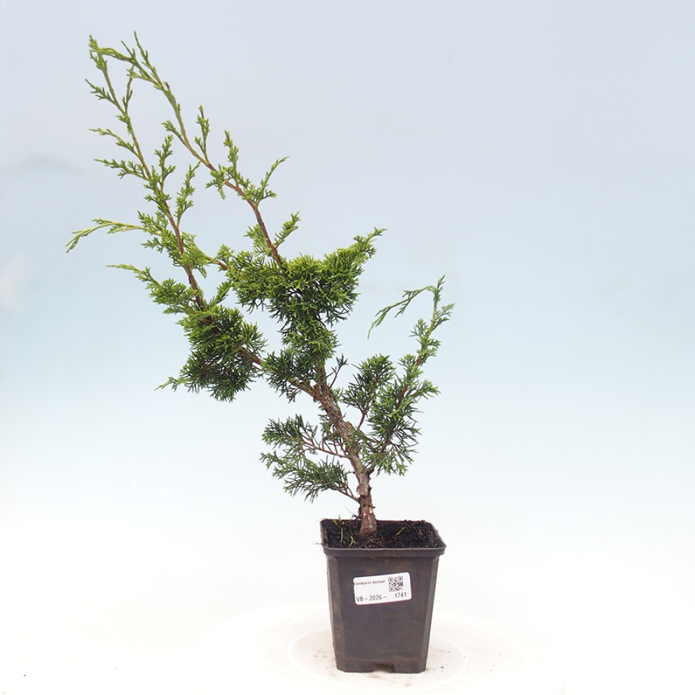 Bonsai da esterno - Juniperus chinensis Itoigawa