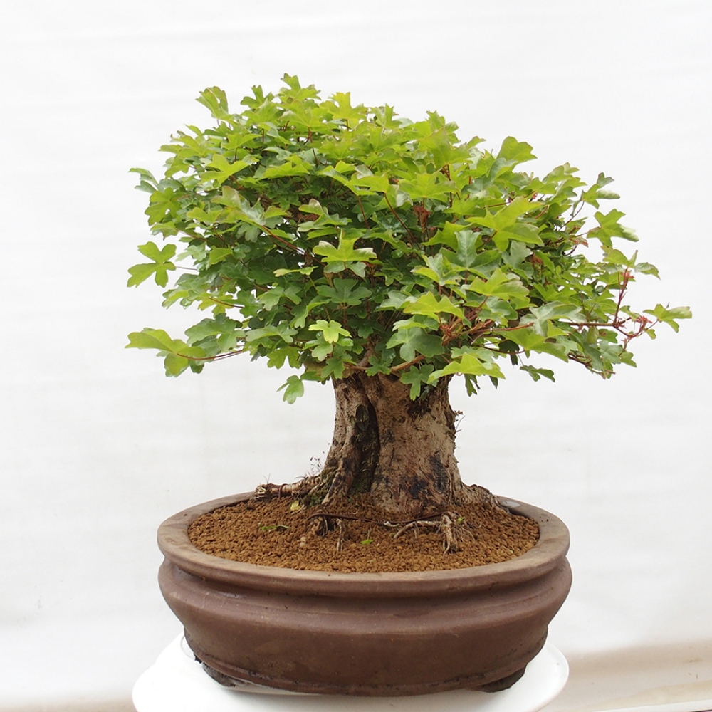 Bonsai da esterno - Acer Campestre - Acero babyka